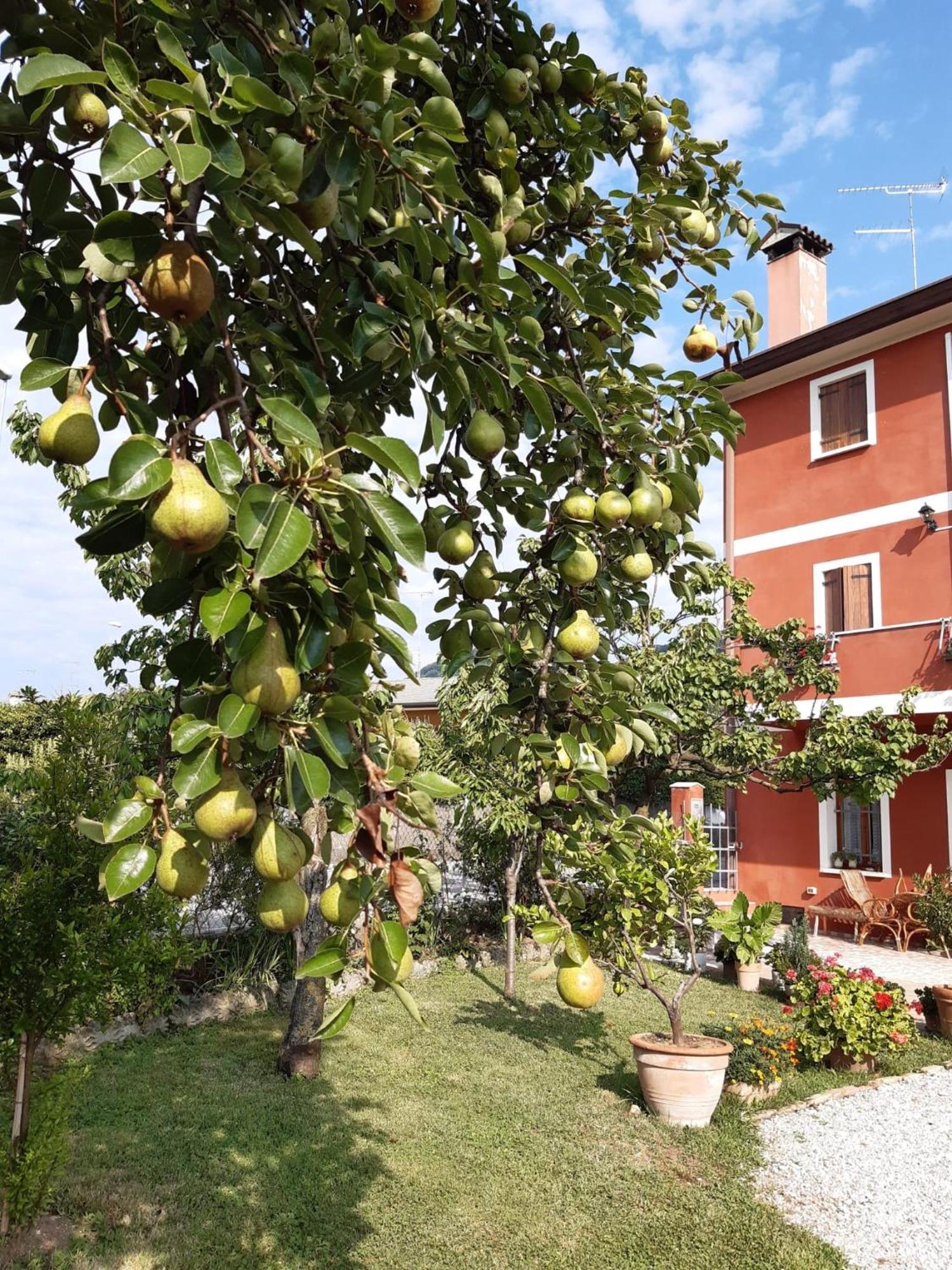 B&B Casa Del Conte 索利戈 外观 照片