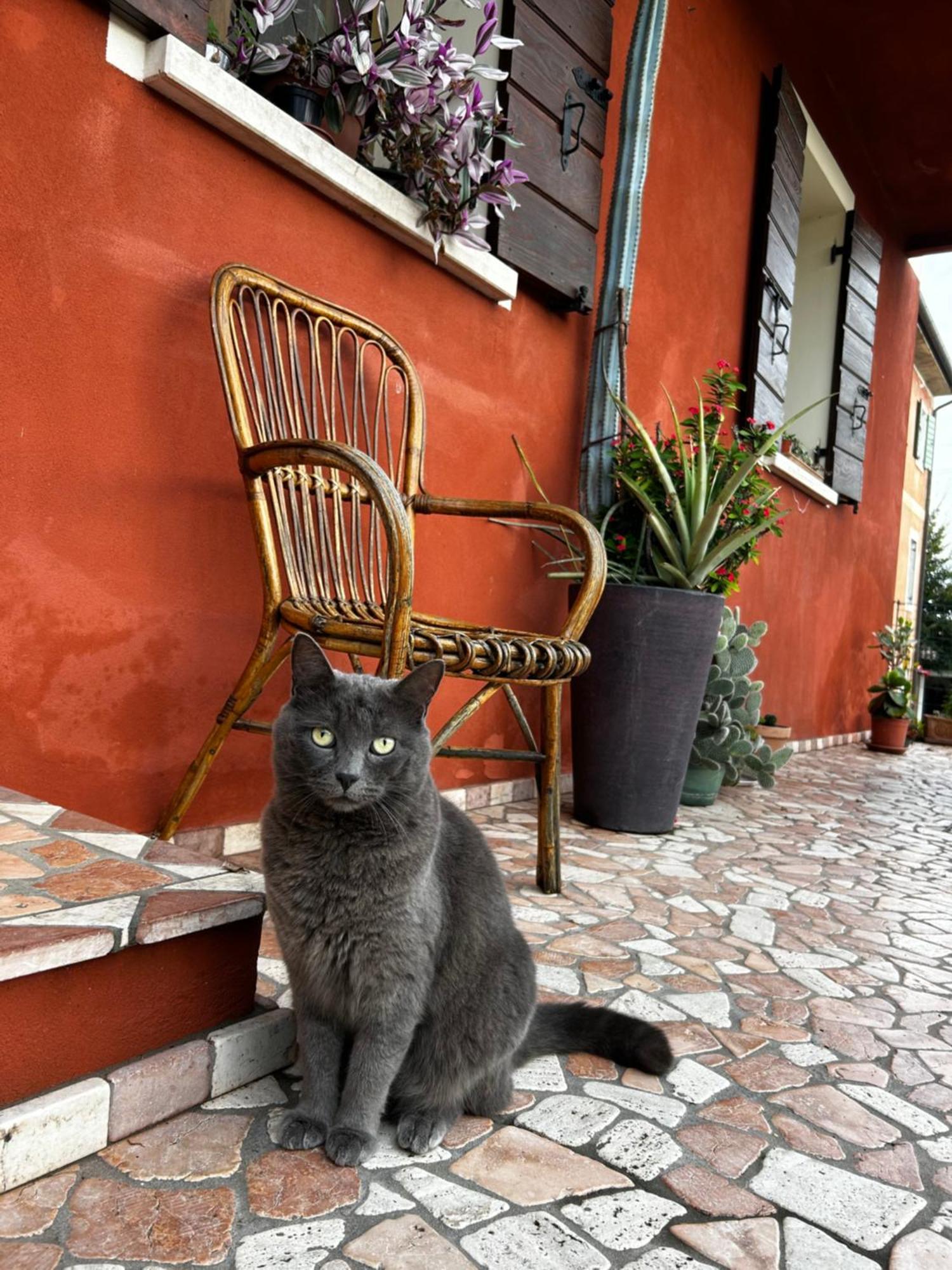 B&B Casa Del Conte 索利戈 外观 照片